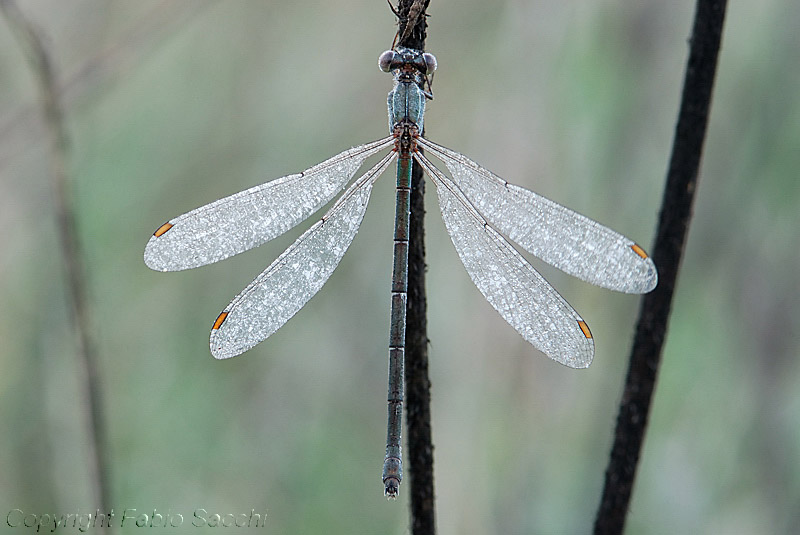 Chalcolestes viridis con brina